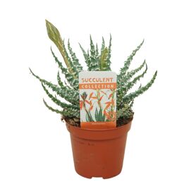 Aloe Humilis