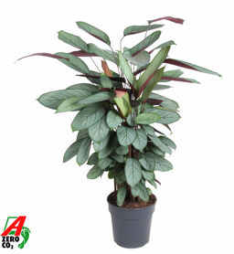Calathea