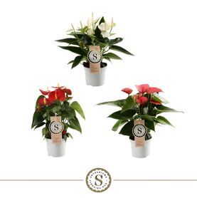 Anth A Misto 3 Colori