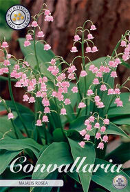 Bloembol Convallaria Majalis Rosea (x10)