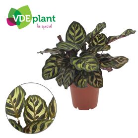 Calathea Makoyana 12cm