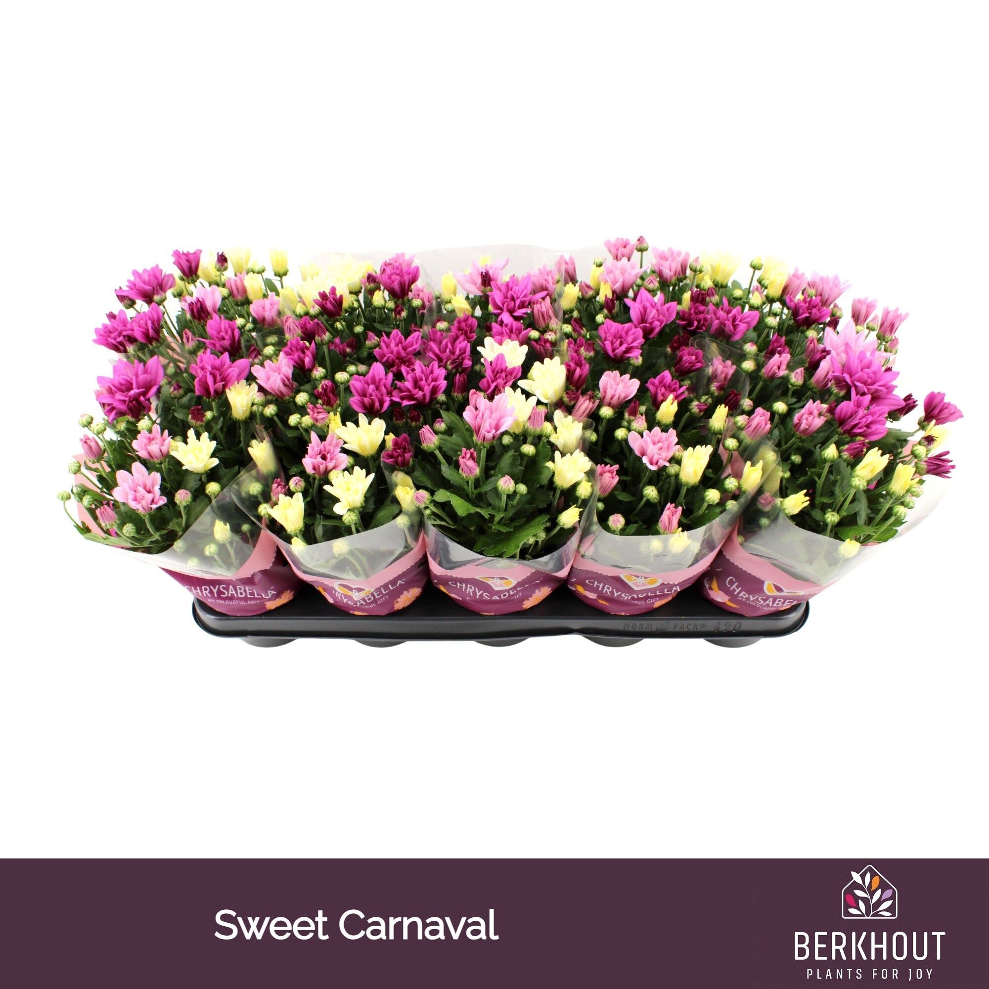 Chrys Gemengd Carnaval Sweet