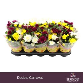 Chrys Gemengd Double Carnaval