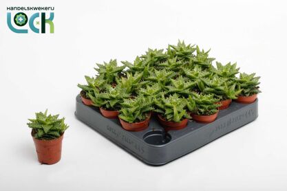 Aloe Squarosa