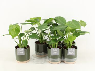 Monstera Deliciosa Keramiek Julia