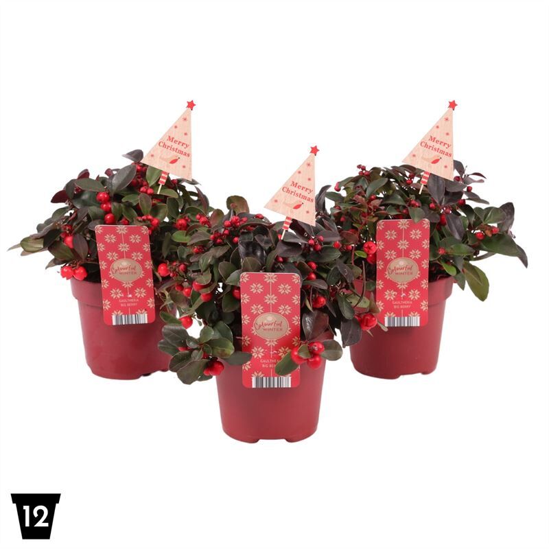 Gaultheria Pr Big Berry + Steker Natural Tree