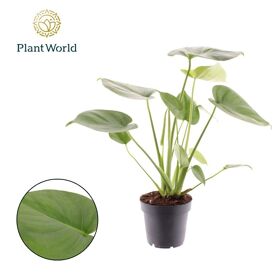 Monstera Deliciosa