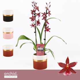 Burra Barrocco Red 2 Tak Keramiek Dolomite Horizon