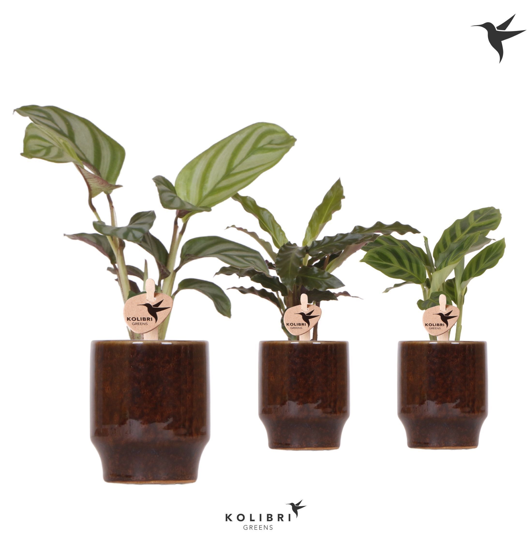 Calathea Gemengd Keramiek Classy