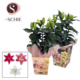 Lil Or Gemengd 3pp Potcover Blush