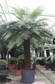 Dicksonia Antarctica