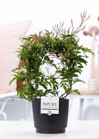 Jasm Poly Boog Keramiek Liv Matt Black