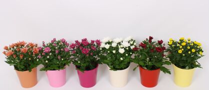 Chrys Gemengd Keramiek Tst