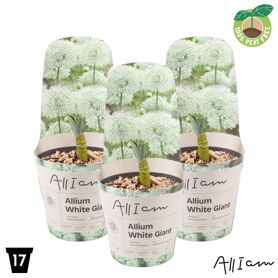 Allium White Giant Potcover