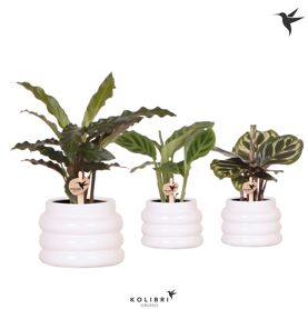 Calathea Gemengd Keramiek Aura Bubble White
