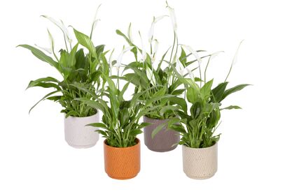 Spath Pearl Cupido Keramiek Luxe
