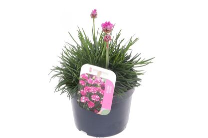 Armeria Maritima Splendens