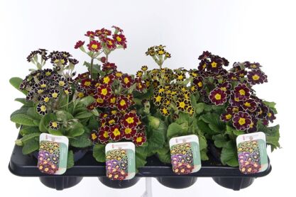 Primula El Gemengd