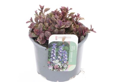Ajuga Rep Burgundy Glow