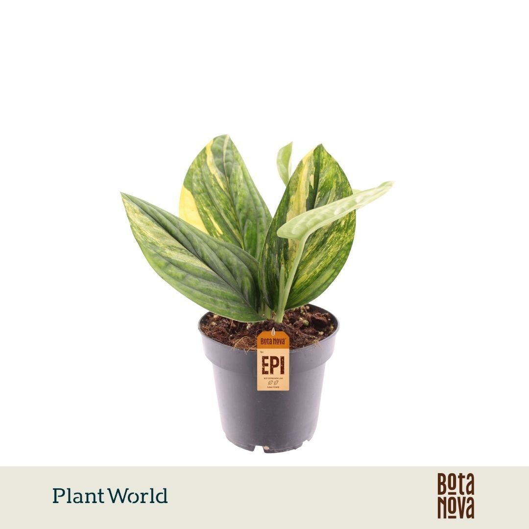 Epipr Pi Marble Planet Variegata