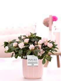 1st Class Azalea Pink In P&pure Fleur Ceramics