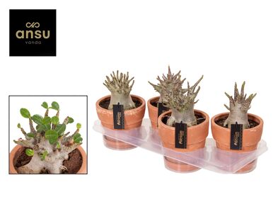 Adenium "ansu" Baobab In Terracotta Pot