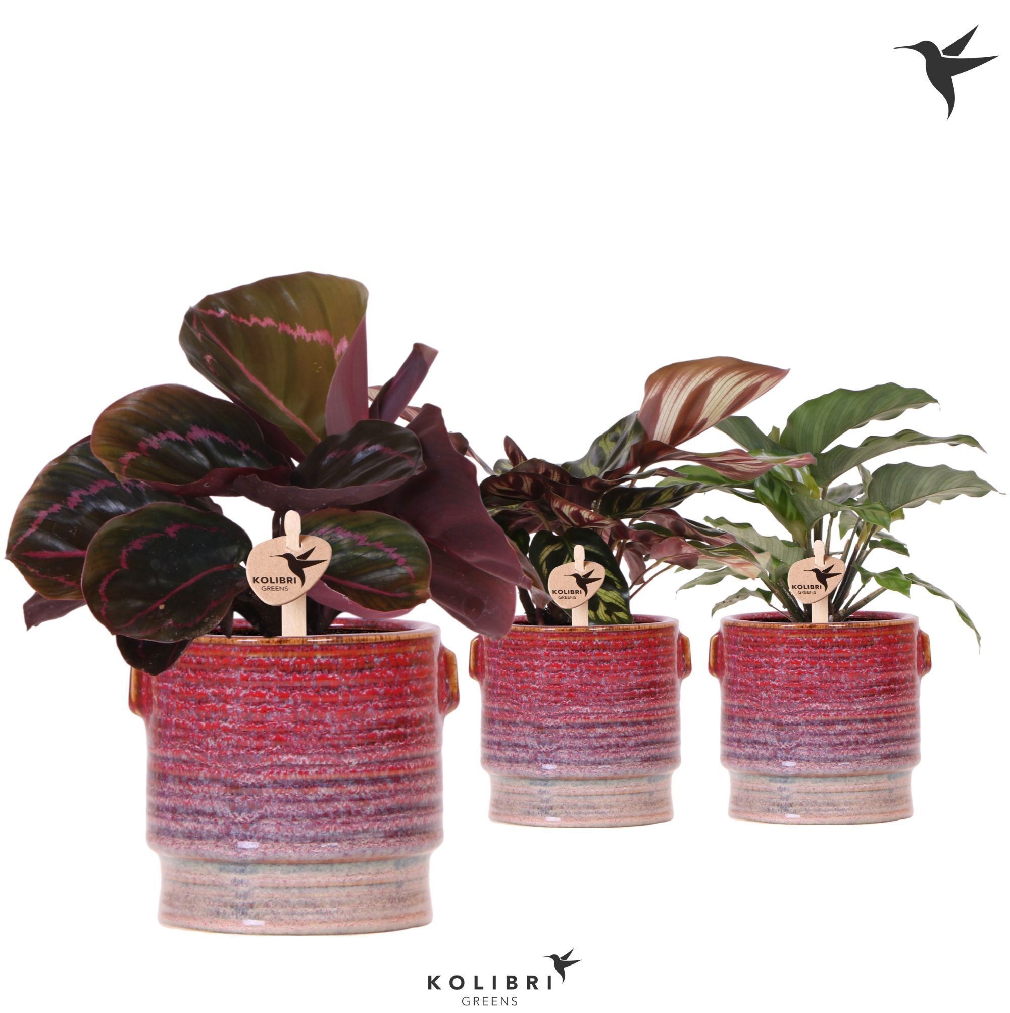 Calathea Gemengd Keramiek Aura