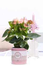 Anthu An Roze Keramiek You're The Bloom