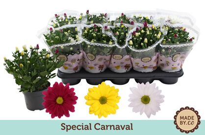 Chrys Gemengd Carnaval