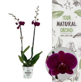 Phal Bloemfontein 2 Tak Your Natural Orchid