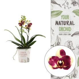 Limited Edition | Catania 2 Spike | Flower Symphon
