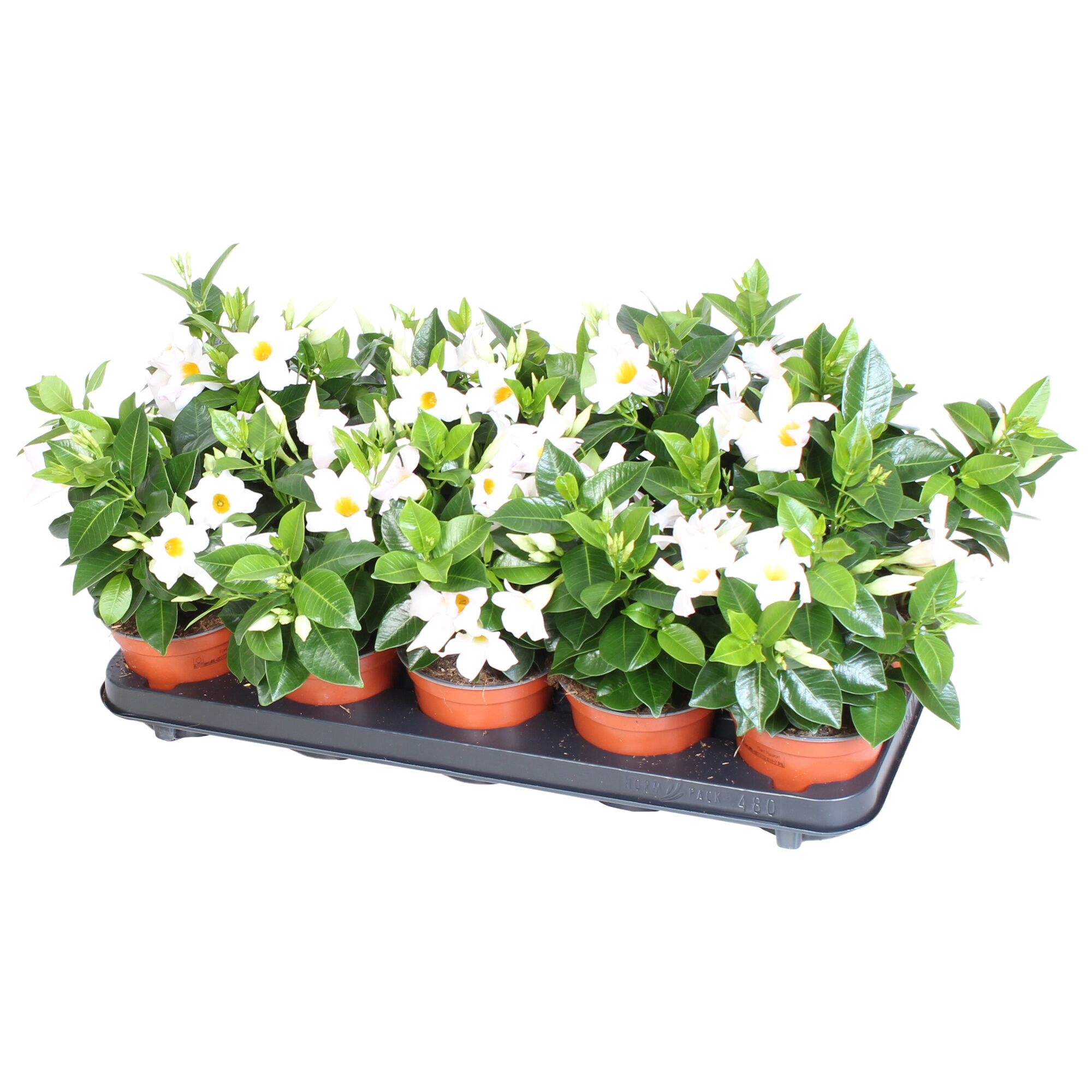 Mandevilla Rio White