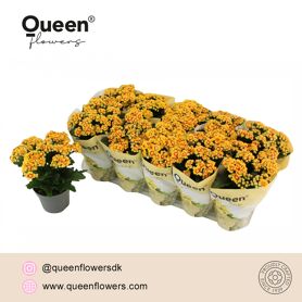 Kalan Gev 2kl Oranje - Geel Queen