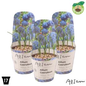Allium Caeruleum Potcover