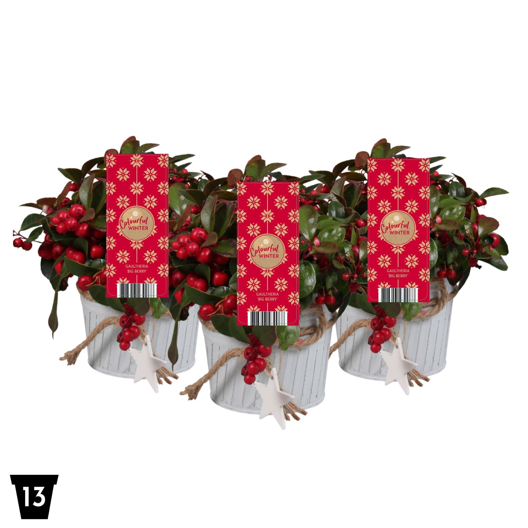 Gaultheria Pr Big Berry Zink Met Ster