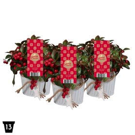Gaultheria Pr Big Berry Zink Met Ster