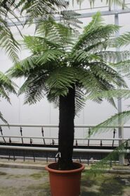 Dicksonia Antarctica