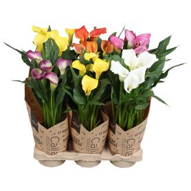 Zant Gemengd 4+ Easter Mix Krafthoes