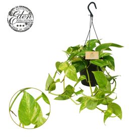 Epipr Pi Hawaien