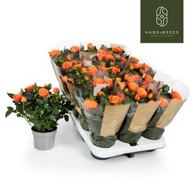 Ro Kordana Grande Bengali