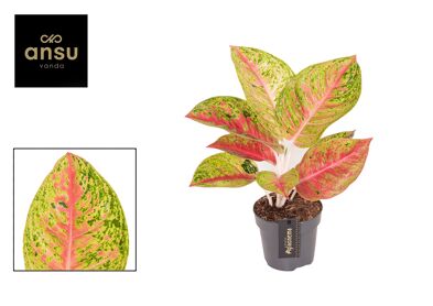Aglaonema Grand Poppy