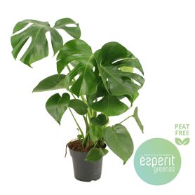 Monstera Deliciosa
