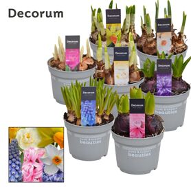 Bolbloemen Gemengd