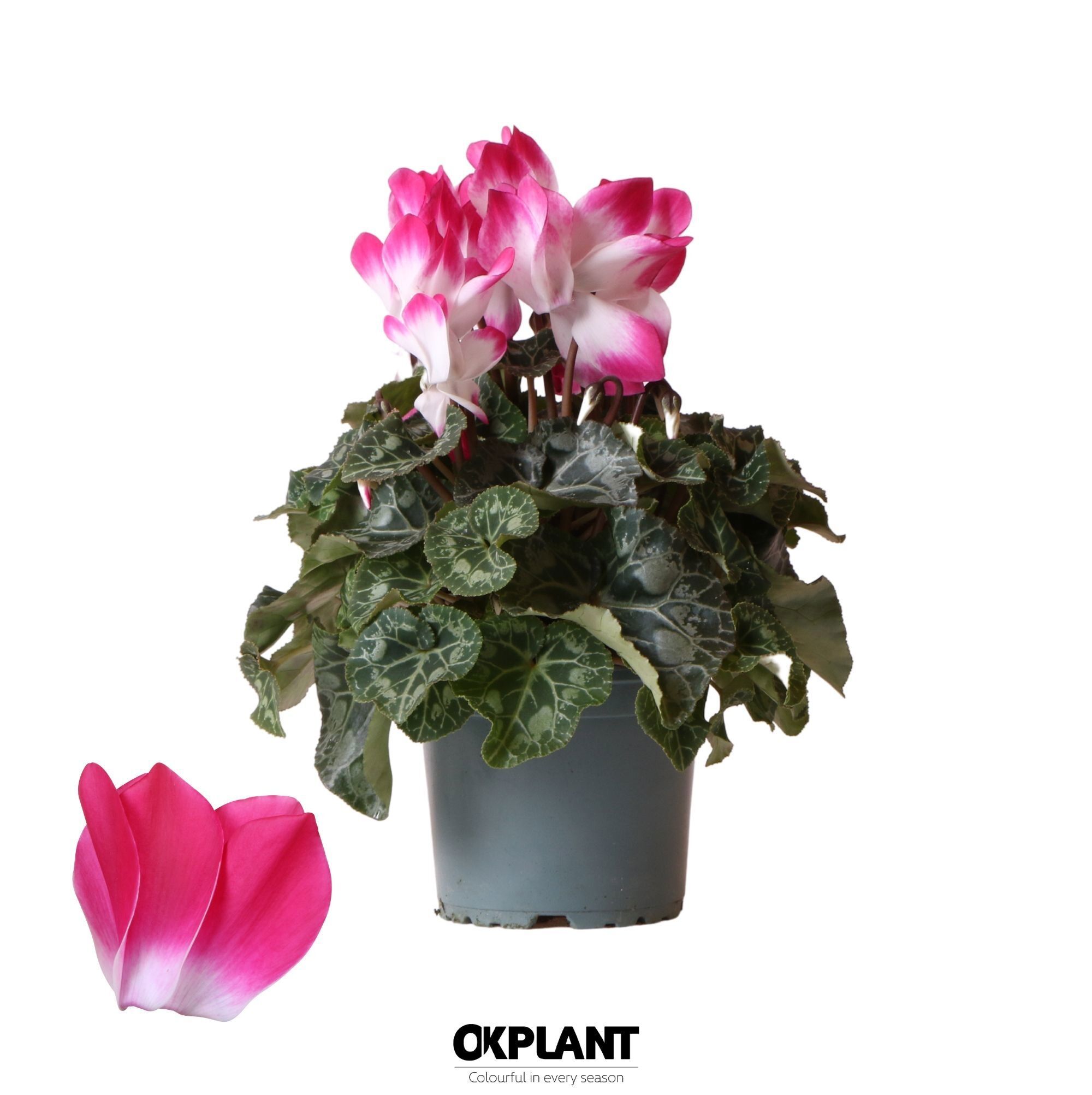 Cycl Per Indiaka Fuchsia