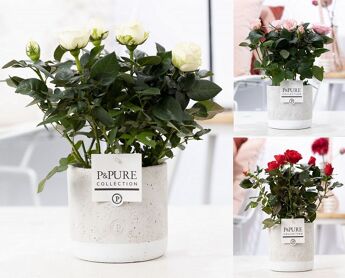 Ro Bm Gemengd Keramiek Jade