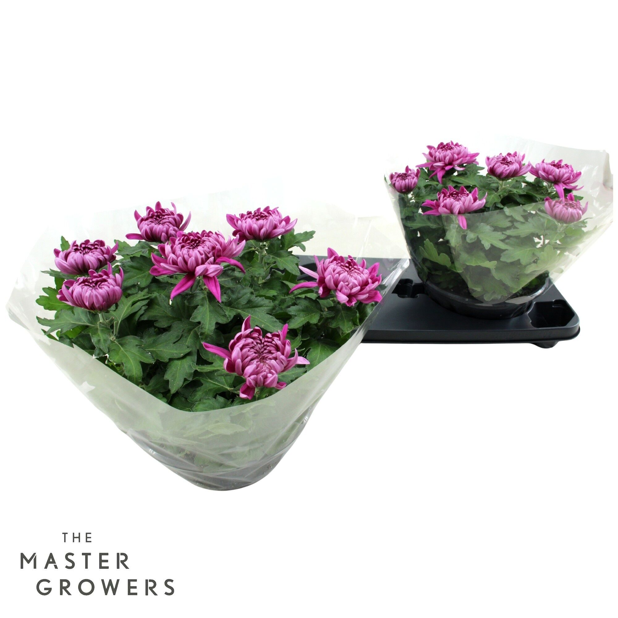 Chrys Deco Cosmo Purple 7pp