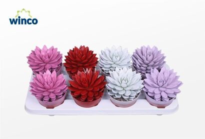 Echev Agavoides Rainbow Gemengd Paint Love