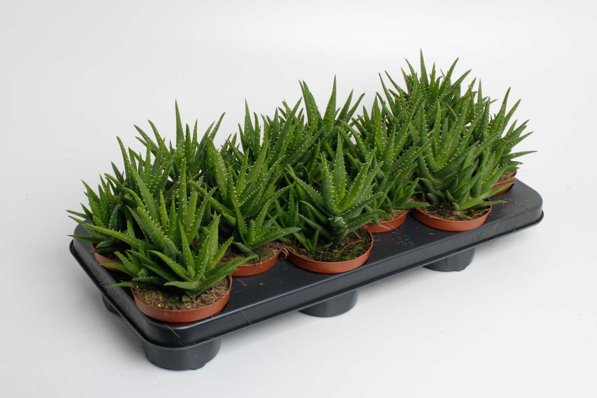 Aloe Vera Verini