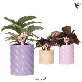 Calathea Gemengd Keramiek Candy
