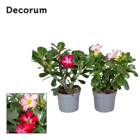 Adenium Obesum Gemengd